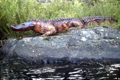 Alligator