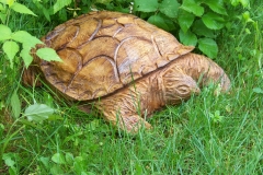 Turtle 2