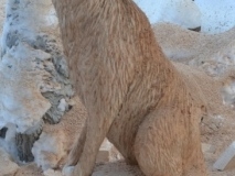 Wolf-2.JPG-nggid0242-ngg0dyn-450x350-00f0w010c010r110f110r010t010