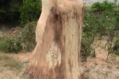 plank-rd-sarnia-089